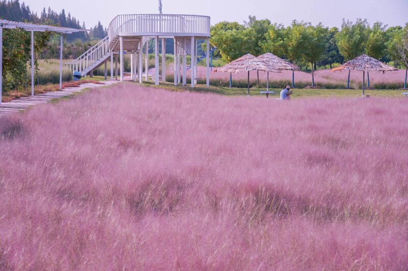 嘉北郊野公園粉黛亂子草已進入觀賞季