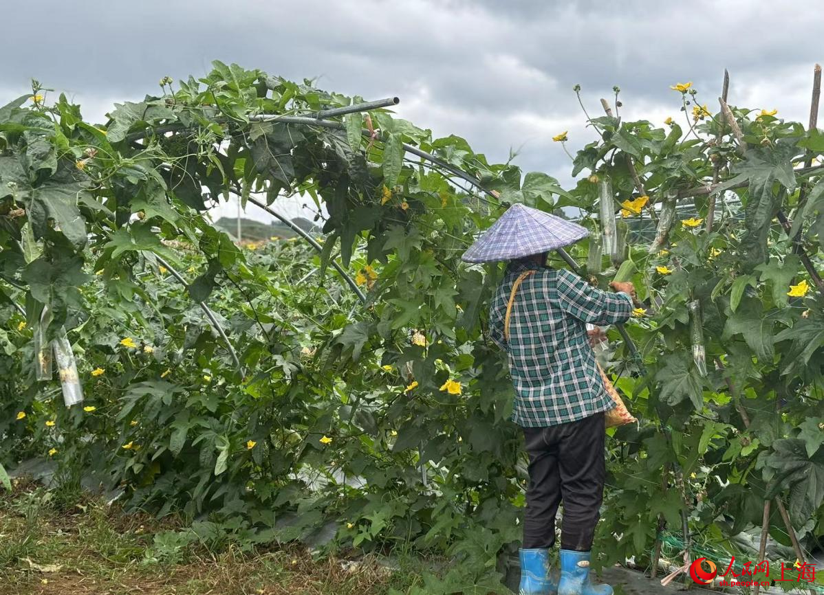 基地給當地村民帶來了就業機會。人民網記者 董志雯攝