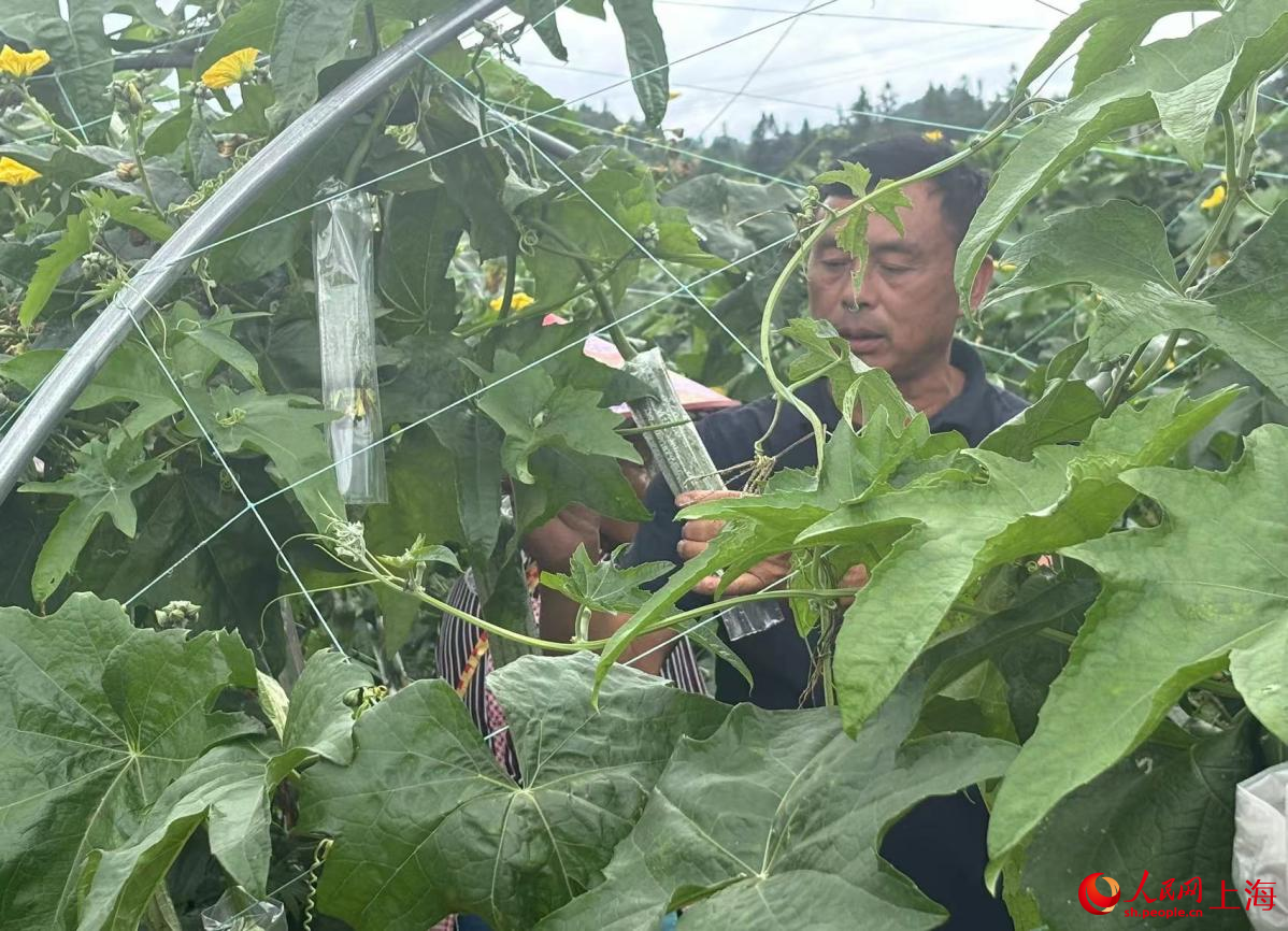 冷子江在基地給絲瓜套袋。人民網記者 董志雯攝