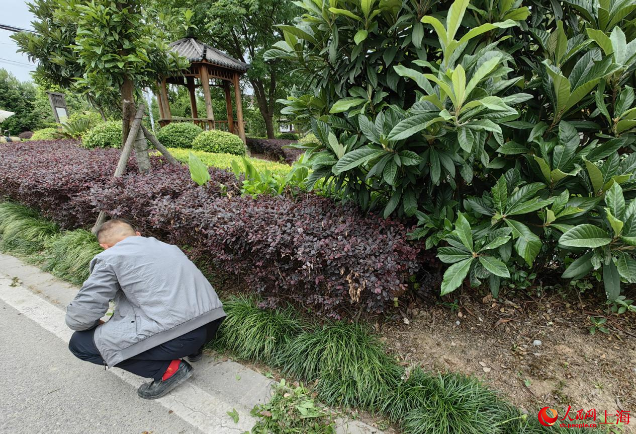 汪忠軍正忙著拔除家門前的野草。人民網記者 唐小麗攝